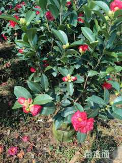 高度60厘米四季茶花