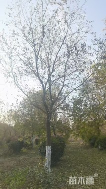 17公分精品地产乌桕