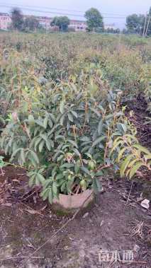 高度80厘米连翘