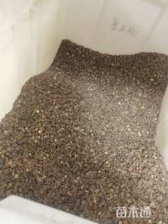 蜀葵种子蜀葵种子