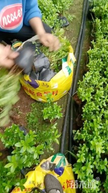 高度20厘米兰花