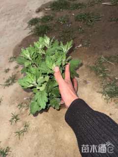 高度25厘米菊花