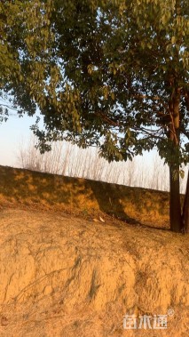 13公分(5杆)丛生香樟