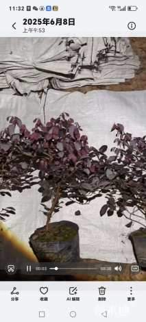 草卷状百慕大草