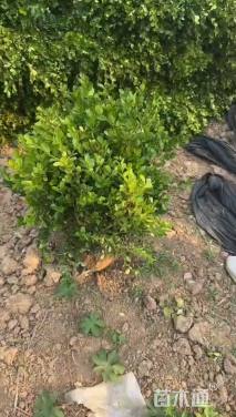 高度50厘米瓜子黄杨