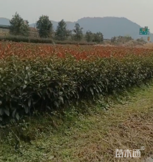 高度100厘米红叶石楠小苗