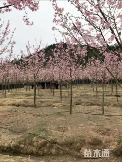 5公分红粉佳人樱