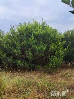 高度300厘米南丰蜜桔