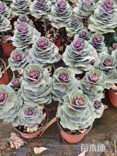 高度40厘米玫瑰