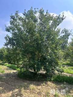 高度600厘米丛生五角枫