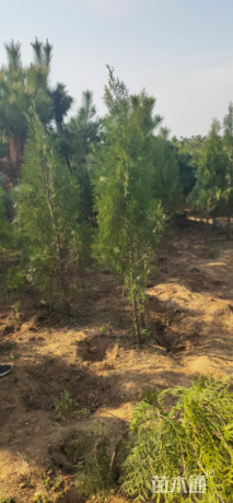 高度1.5厘米侧柏