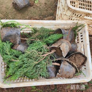 高度35厘米龙柏小苗