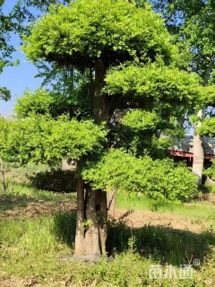 25公分造型对节白蜡