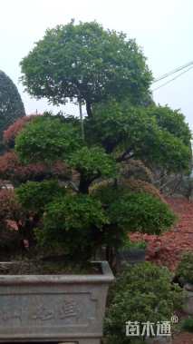 12公分造型榆树