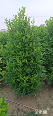 高度180厘米非洲茉莉
