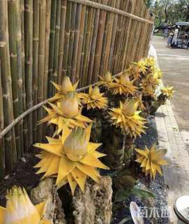 高度120厘米地涌金莲