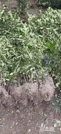 高度150厘米大叶黄杨