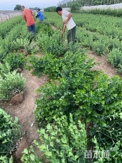 冠幅80厘米卫矛球