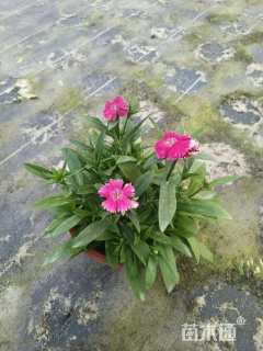 高度15厘米常夏石竹