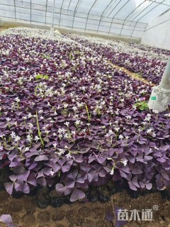 高度15厘米红花酢浆草