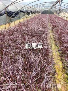 高度25厘米南天竹