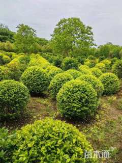 冠幅100厘米金叶女贞球