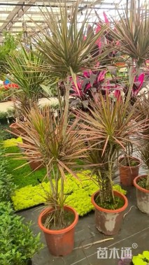 高度40厘米朱蕉