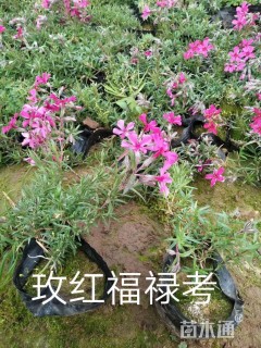 高度15厘米芝樱