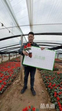 高度20厘米一串红