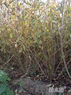 高度70厘米连翘