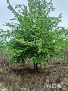 高度800厘米丛生三角枫