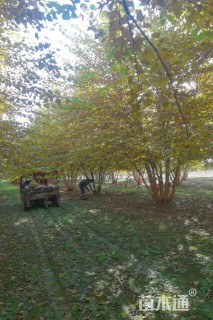 高度700厘米丛生河桦