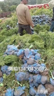 高度60厘米侧柏