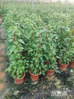 主蔓长80厘米炮仗花