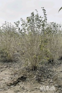 高度250厘米丛生木槿