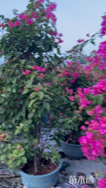 高度170厘米三角梅