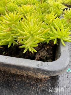 高度5厘米佛甲草