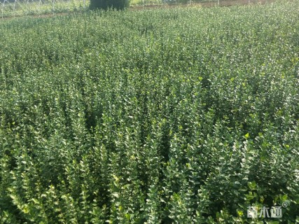 高度40厘米胶东卫矛