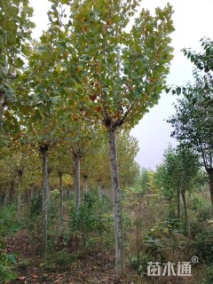 15公分(5杆)丛生朴树
