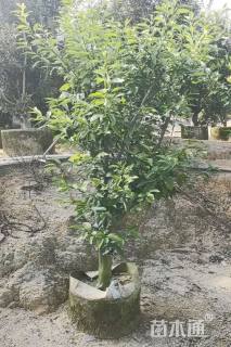 高度150厘米沃柑
