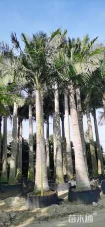 裸干高700厘米国王椰子