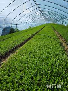 高度25厘米满天星