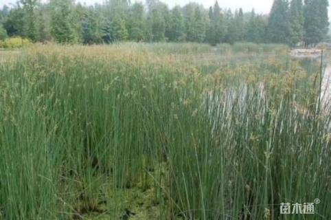 高度30厘米水葱