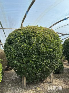 冠幅120厘米大叶黄杨球