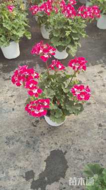 高度30厘米天竺葵