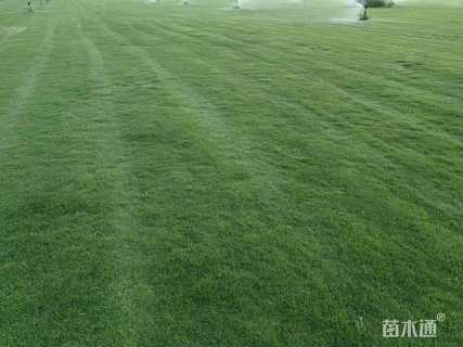 草毯状草皮