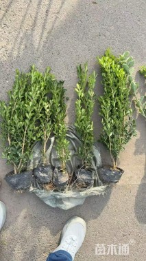 高度50厘米瓜子黄杨