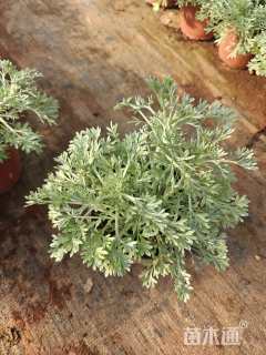 高度15厘米银叶菊