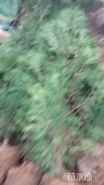 高度100厘米侧柏