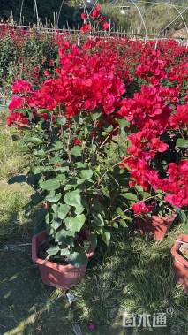 高度50厘米潮州红三角梅